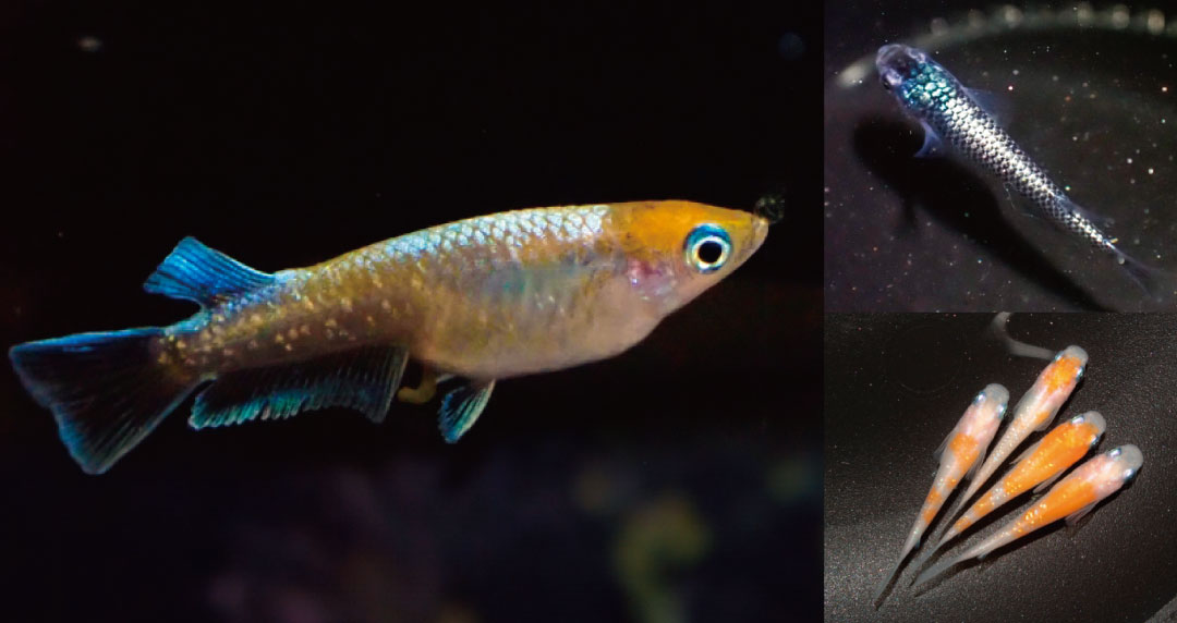 佐治石〈29〉【Taiyoメダカ】 金魚・ 高級メダカ・スーパーボールすくい』｜イベントニュース