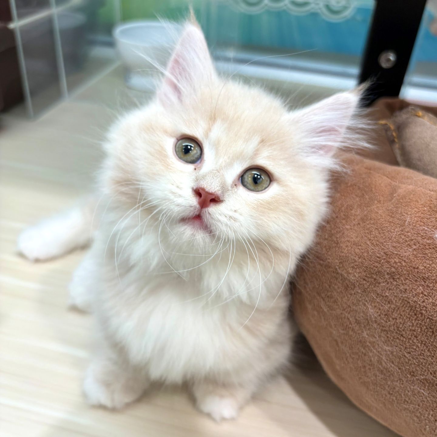 ひごペットフレンドリー | にゃんにゃんフェスタ開催中♪ | SHOP NEWS